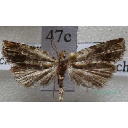 Ancylis achatana (Denis & Schiffermüller, 1775) Czech47c